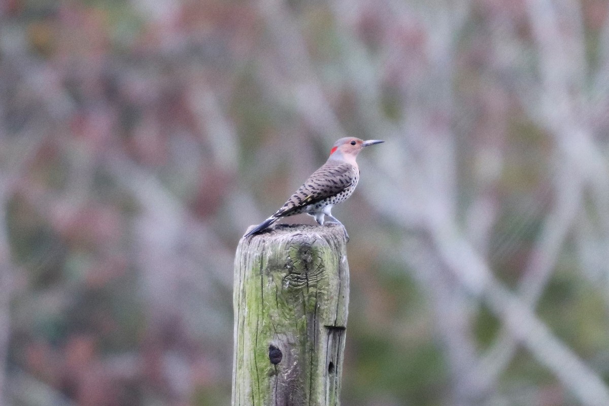 Northern Flicker (Yellow-shafted) - ML119149471