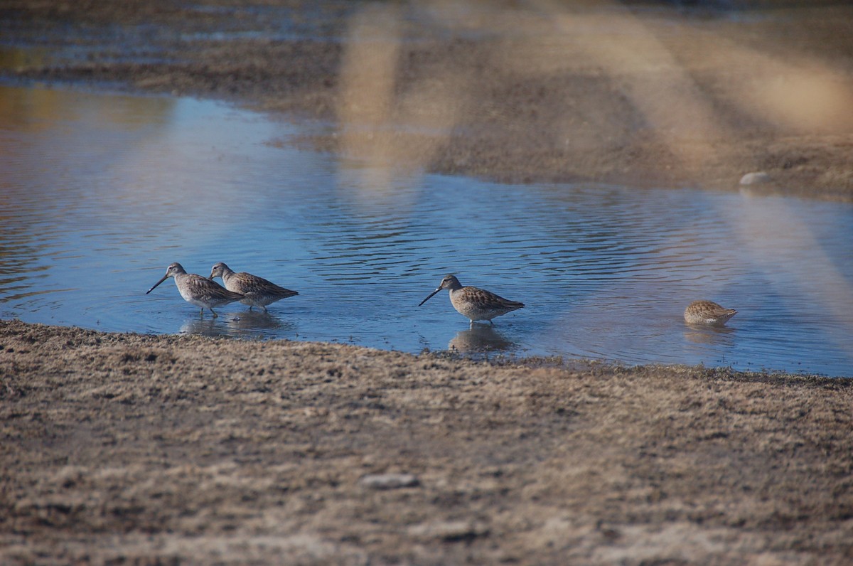 Long-billed Dowitcher - ML119149721