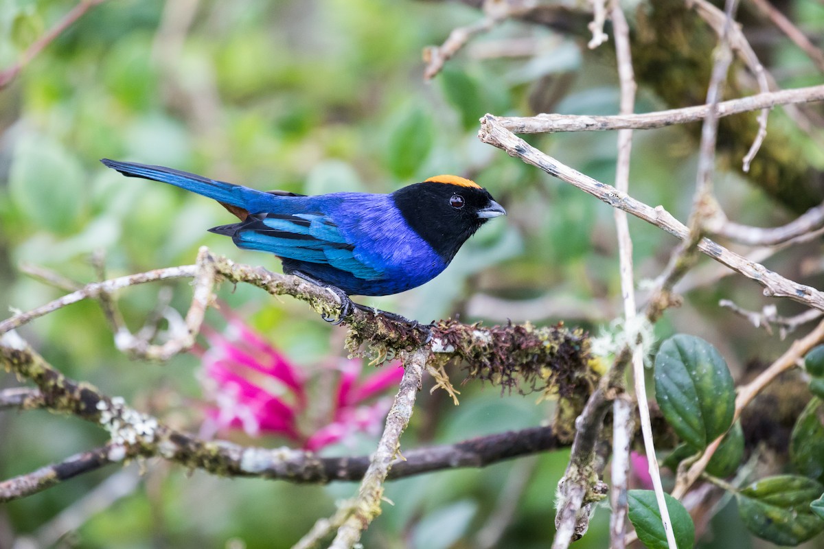 Golden-crowned Tanager - ML119150681