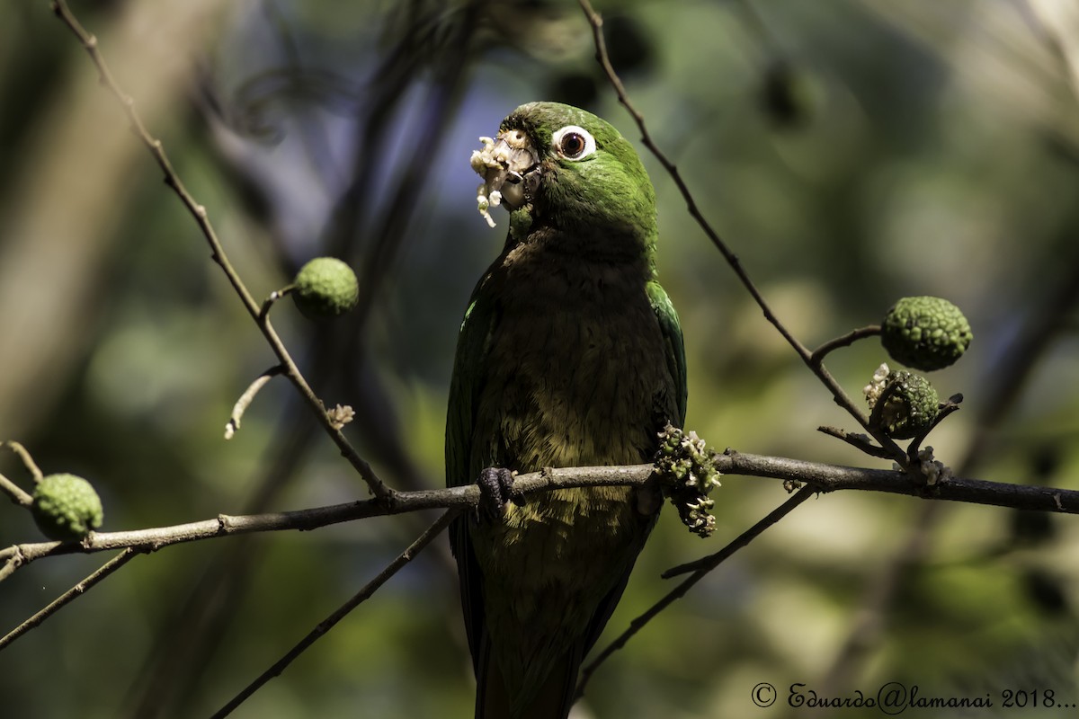 Olive-throated Parakeet - Jorge Eduardo Ruano