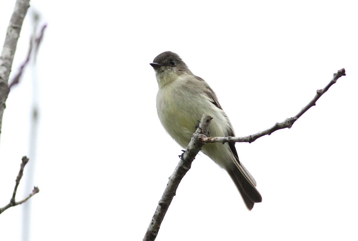 Eastern Phoebe - Andy Eckerson