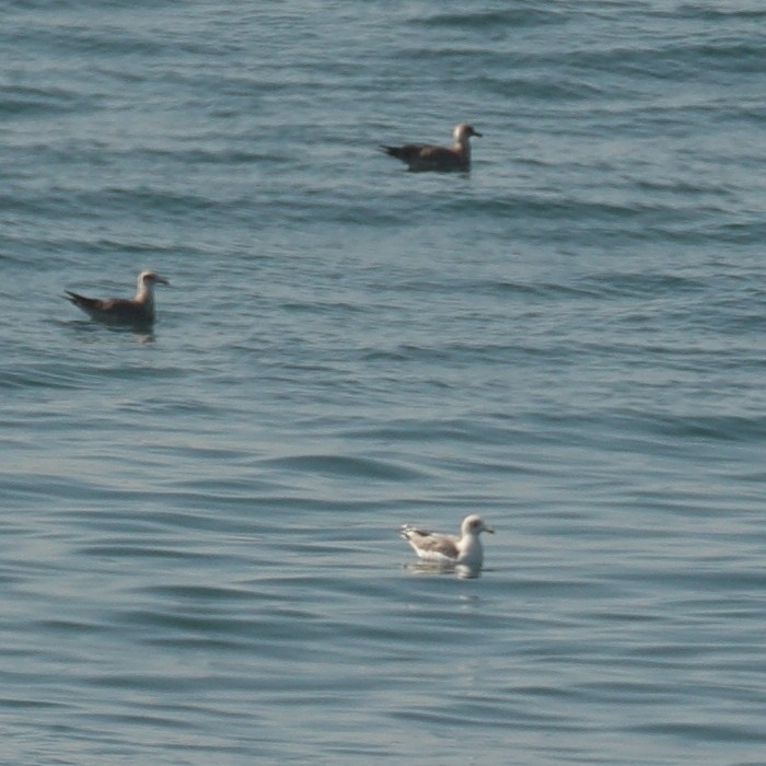 Lesser Black-backed Gull - Jaime Pires