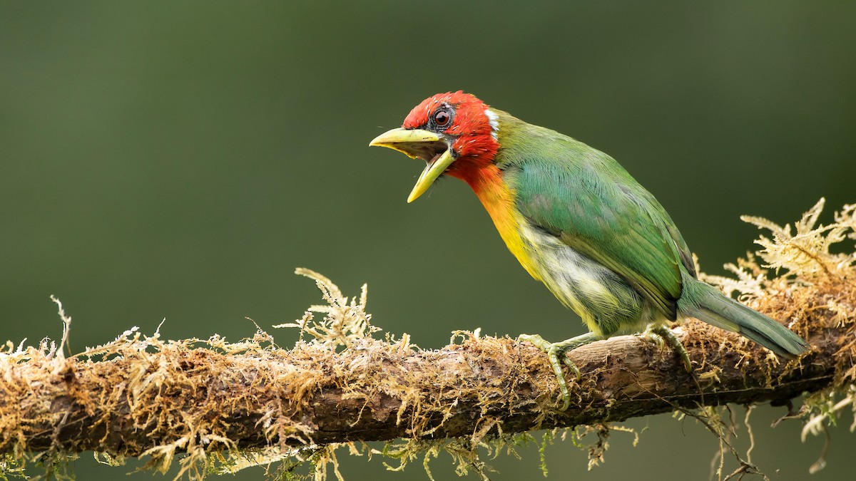 Red-headed Barbet