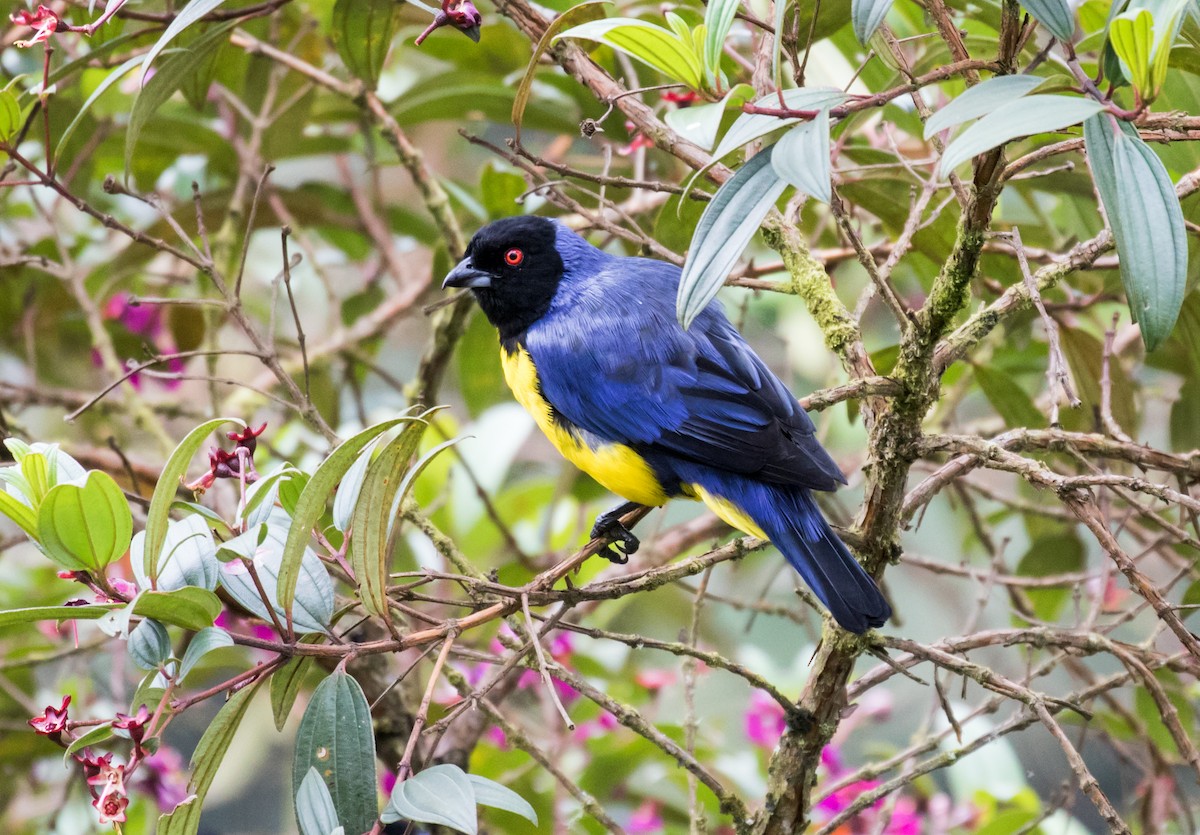 Hooded Mountain Tanager - ML119160981
