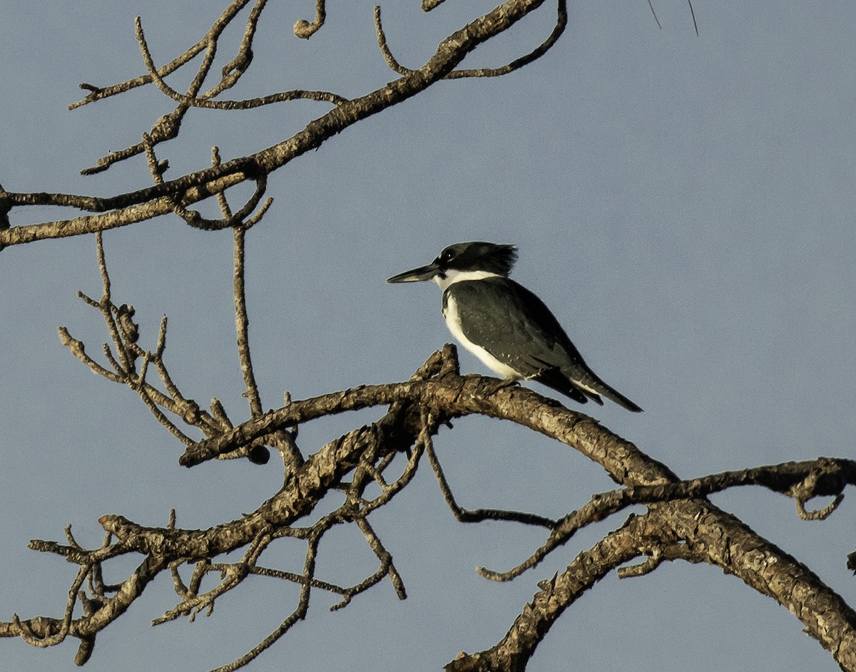 Belted Kingfisher - Deb Peterson