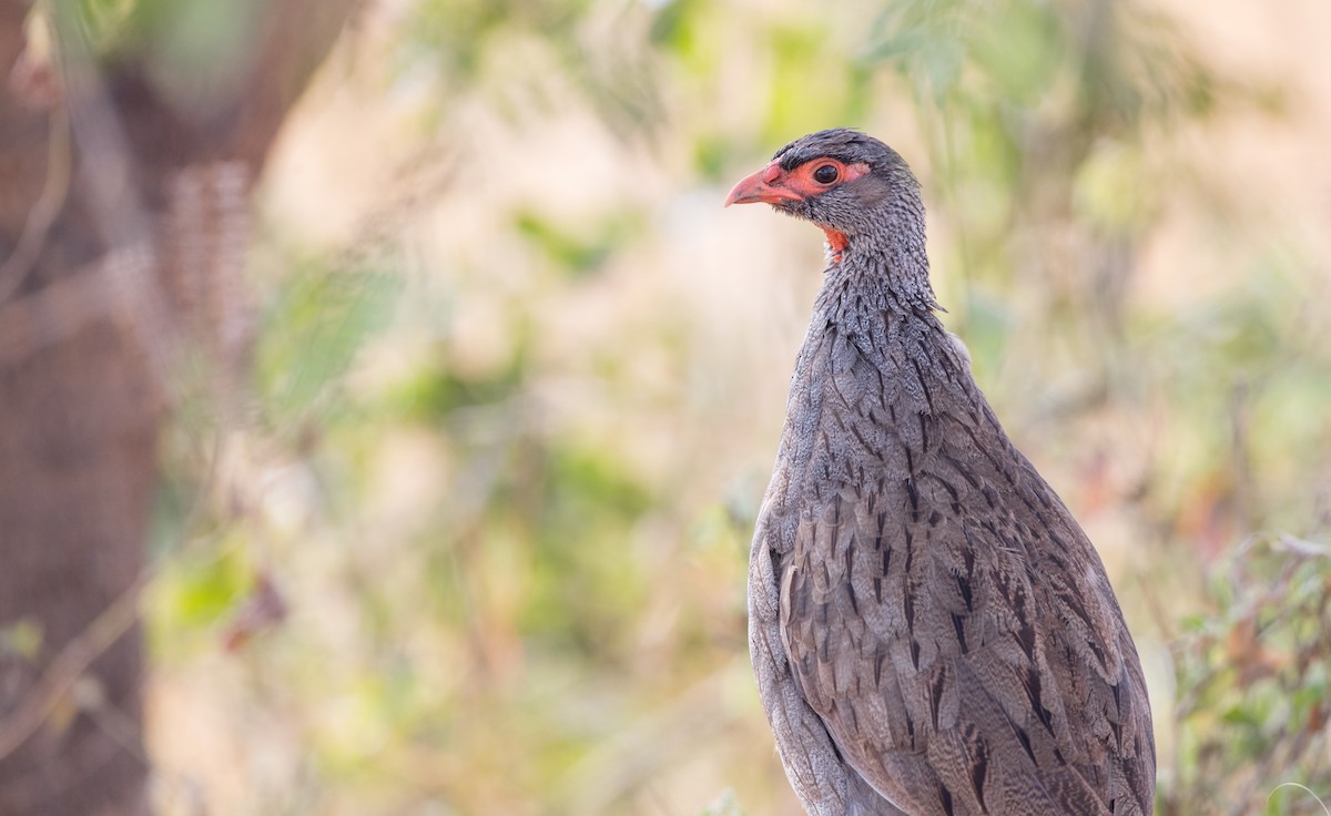 Red-necked Francolin (Cranch's) - ML119162321