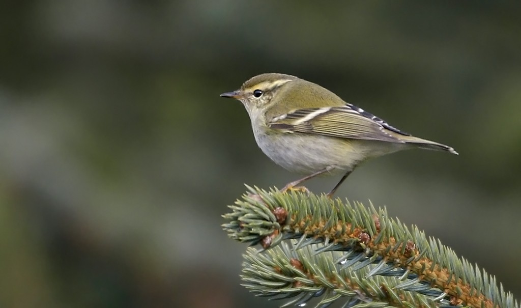 Yellow-browed Warbler - ML119162411