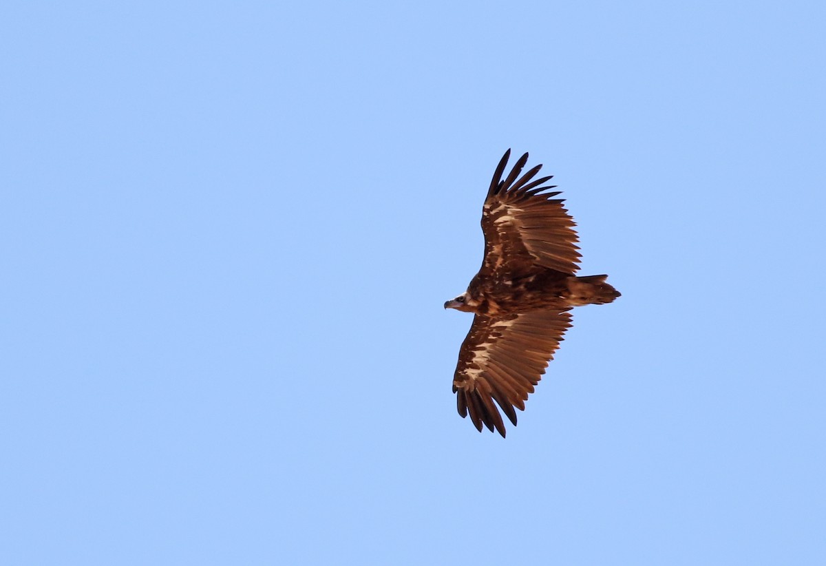 Cinereous Vulture - ML119162441