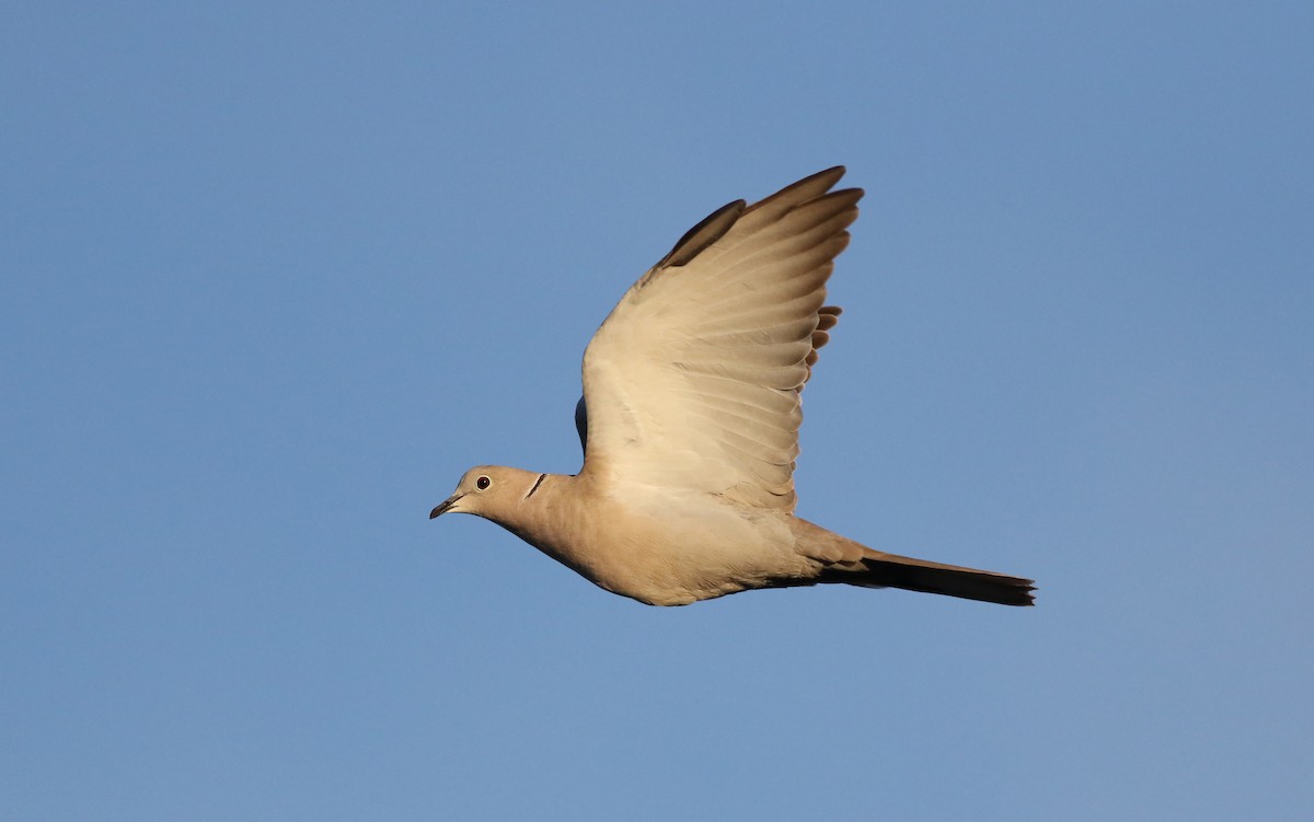 Eurasian Collared-Dove - Jeremiah Trimble