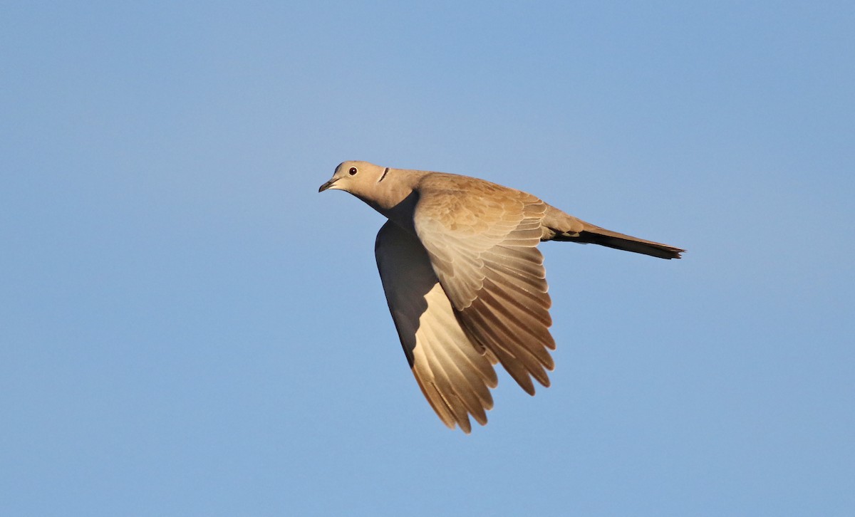 Eurasian Collared-Dove - ML119162541