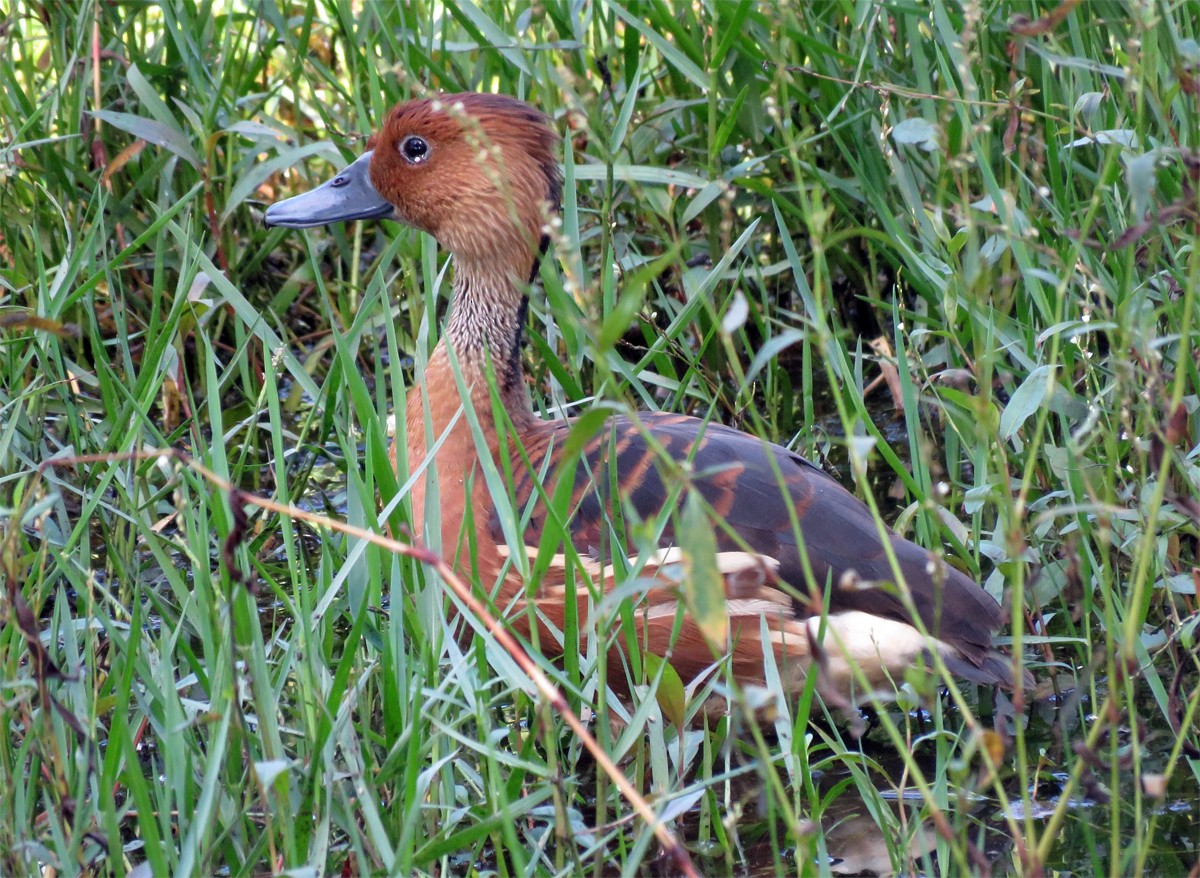 Fulvous Whistling-Duck - Amy Evenstad