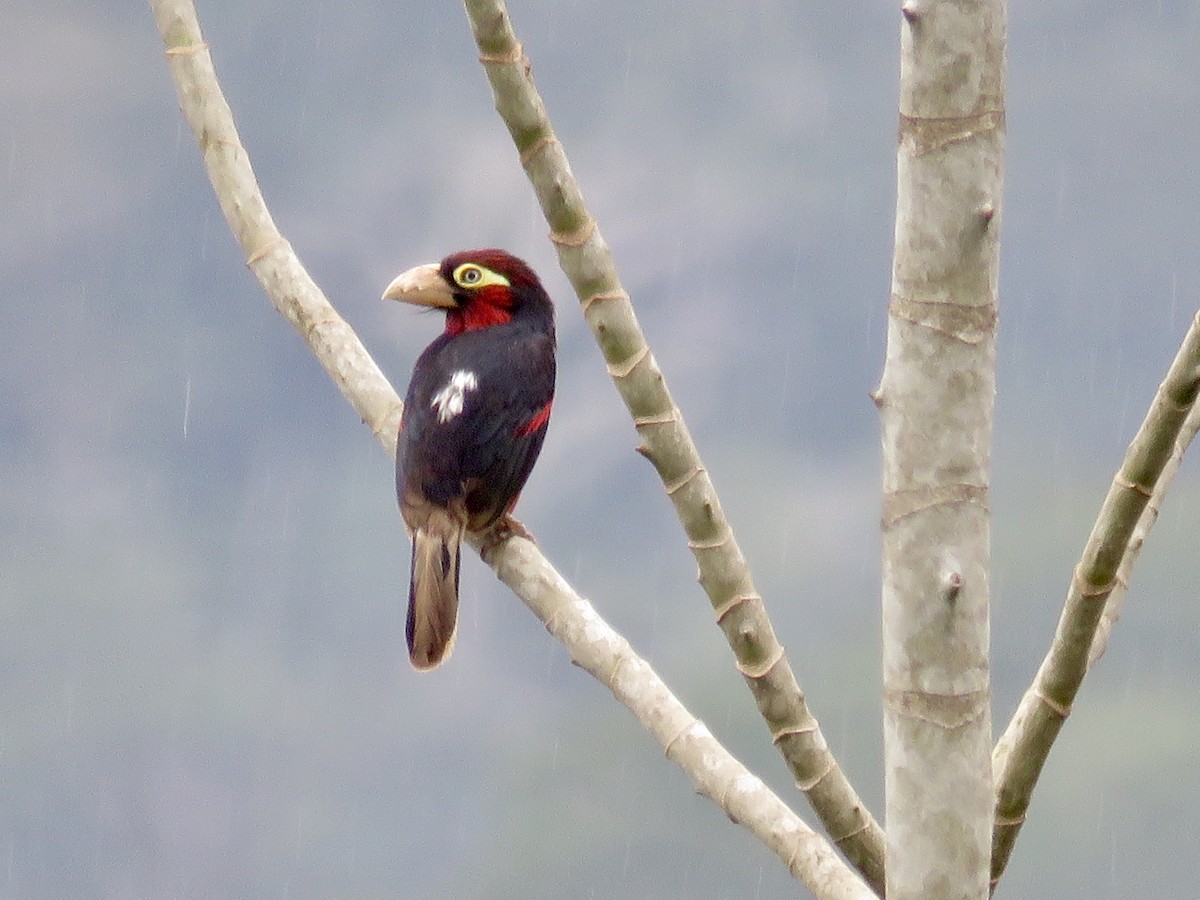 Double-toothed Barbet - GARY DOUGLAS
