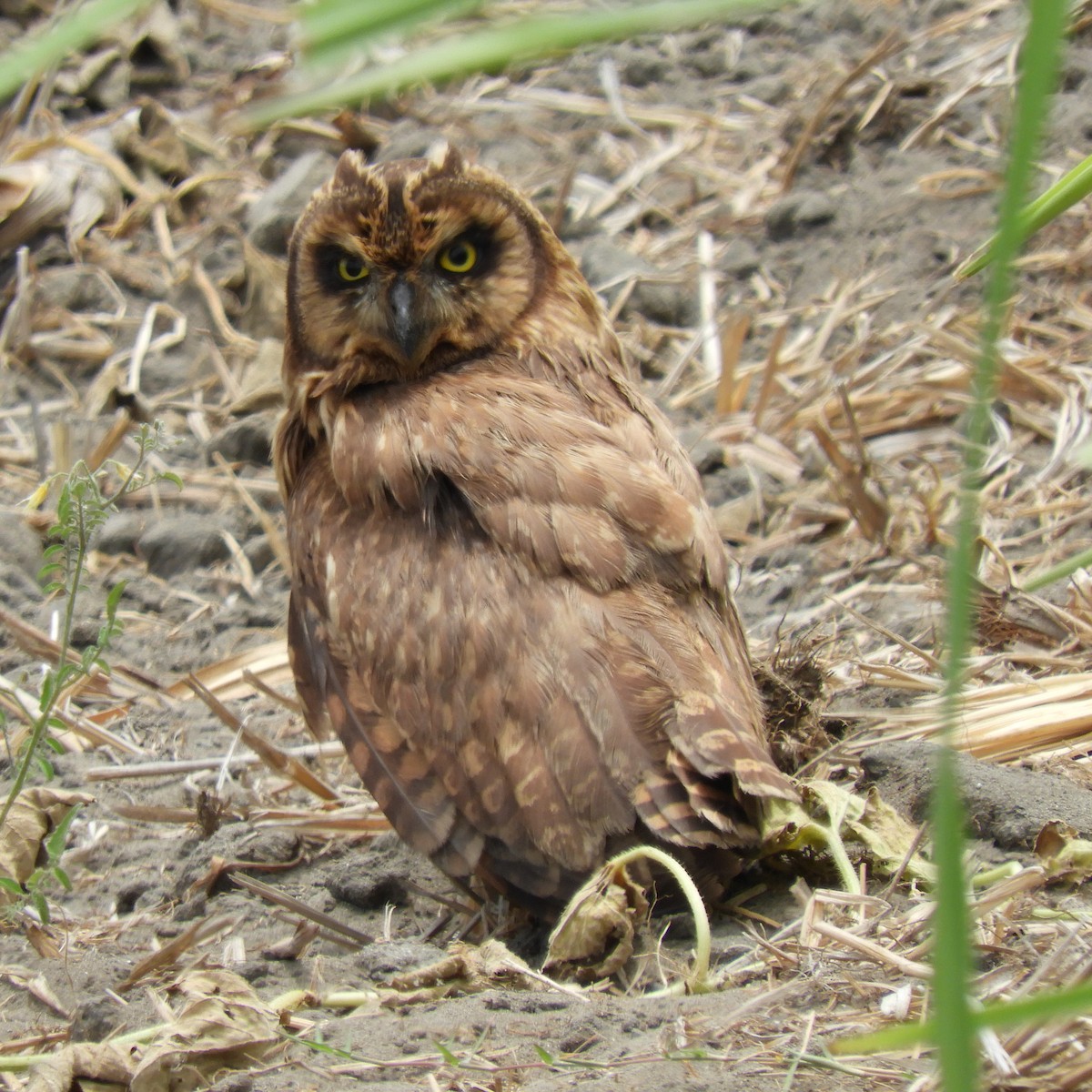 Short-eared Owl - Cliff Cordy
