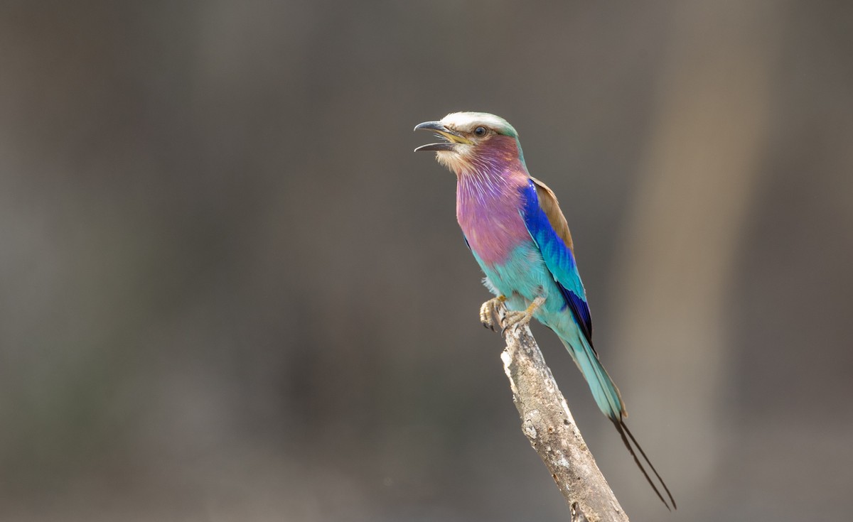 Lilac-breasted Roller - ML119166391