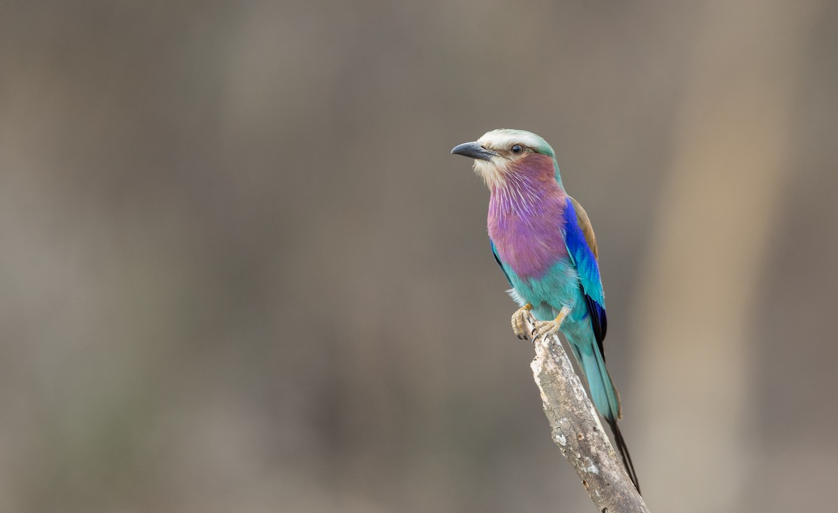 Lilac-breasted Roller - ML119166411