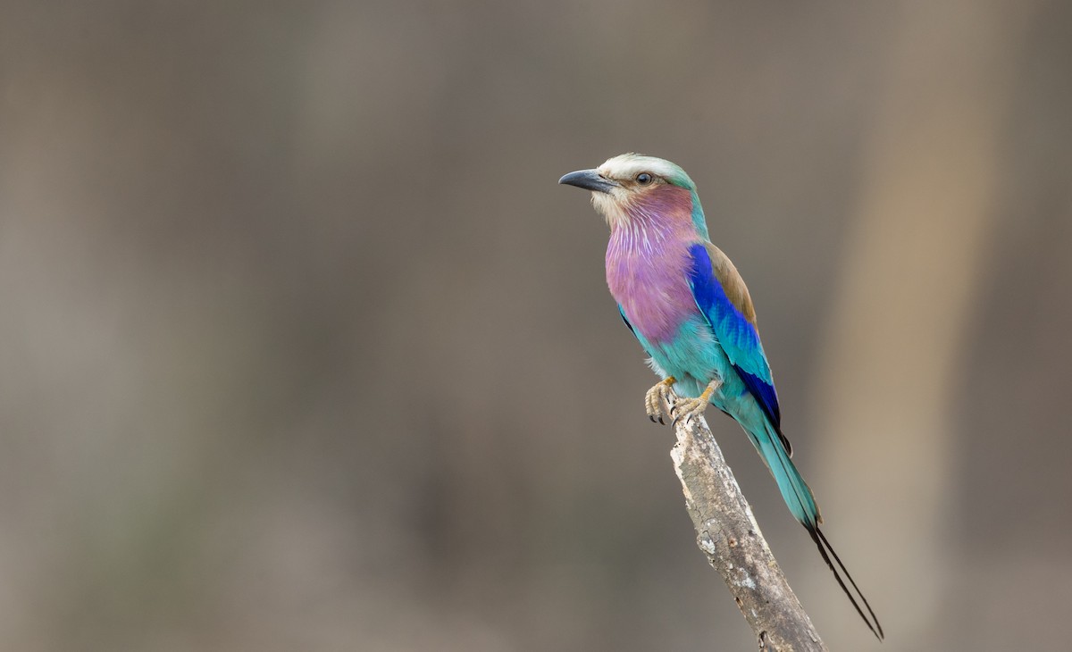 Lilac-breasted Roller - Ian Davies