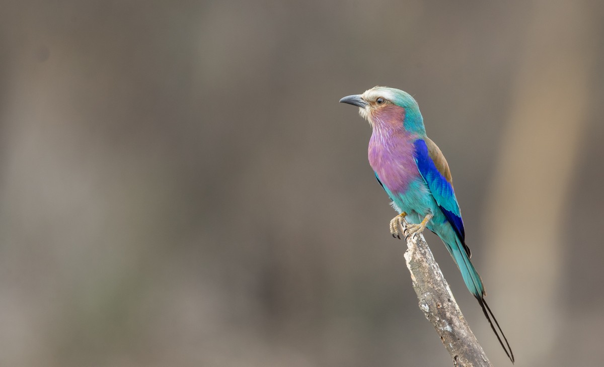 Lilac-breasted Roller - ML119166431