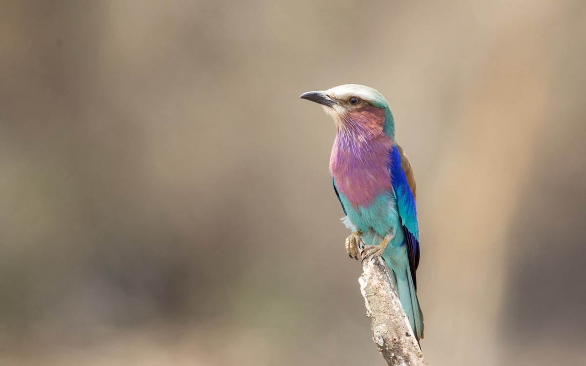 Lilac-breasted Roller - ML119166441