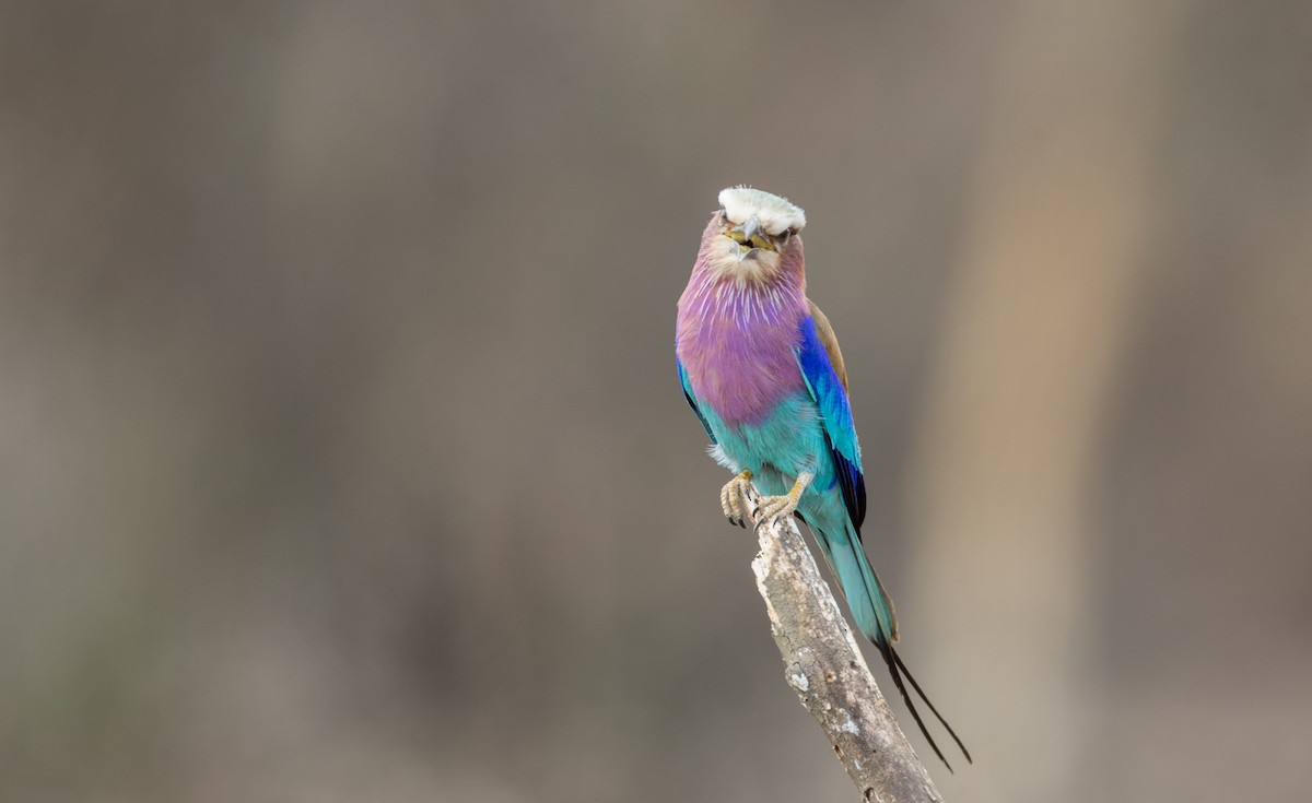 Lilac-breasted Roller - ML119166471