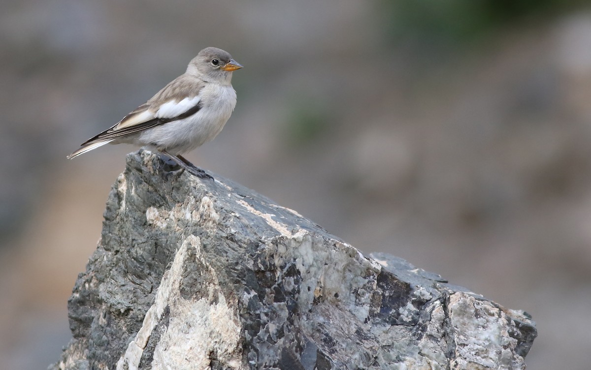 White-winged Snowfinch - ML119167381