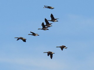 Canada Goose, ML119169021