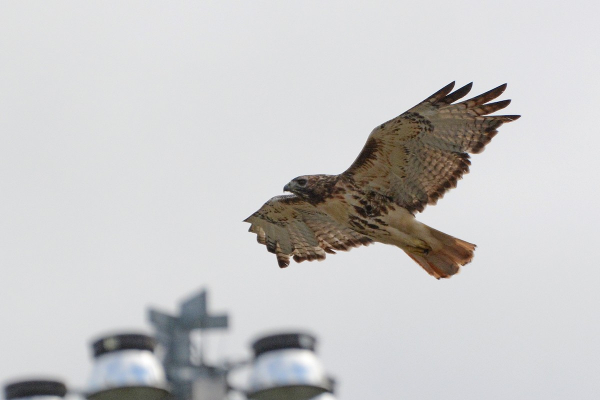 Red-tailed Hawk - ML119172111