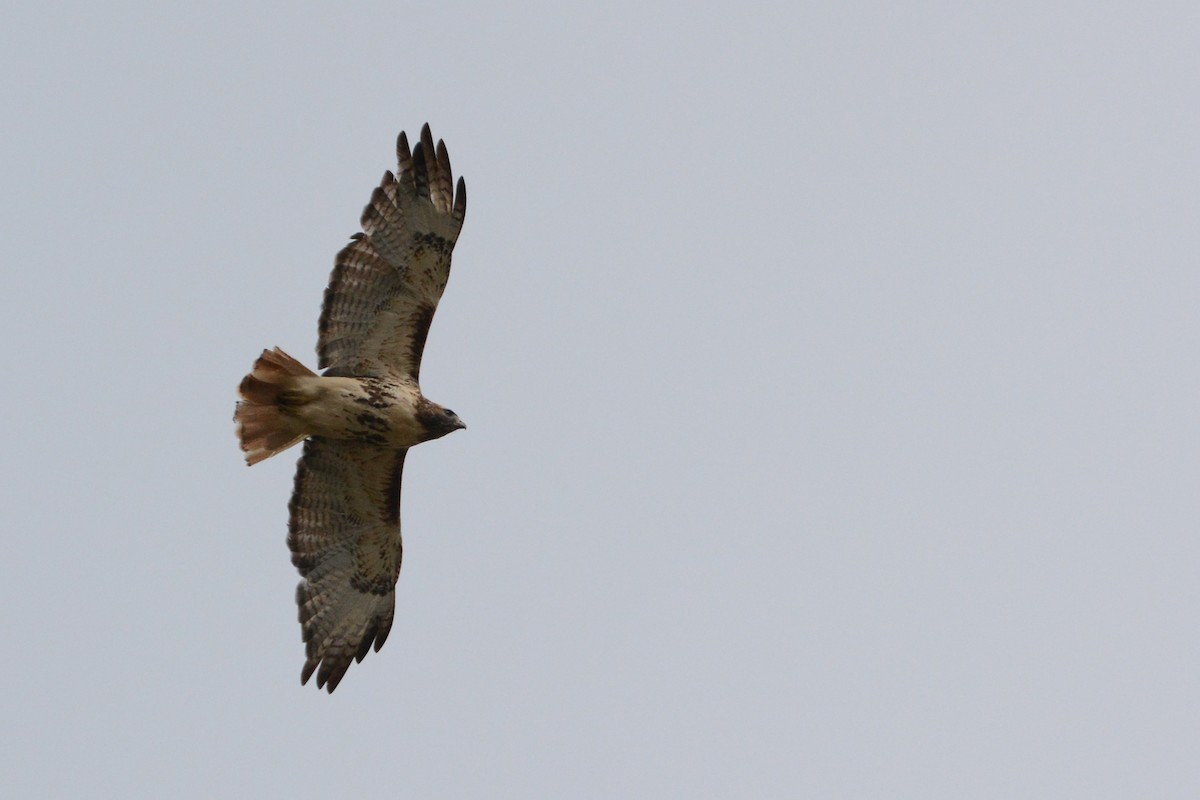 Red-tailed Hawk - ML119172121