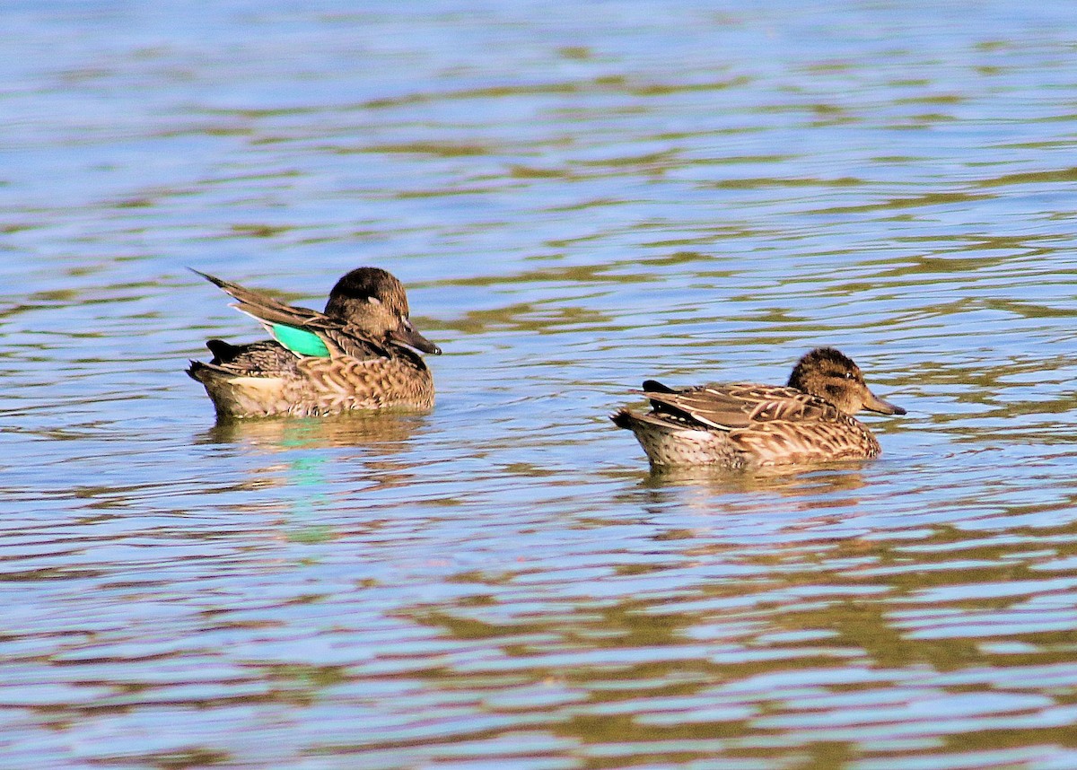 Green-winged Teal - ML119173491