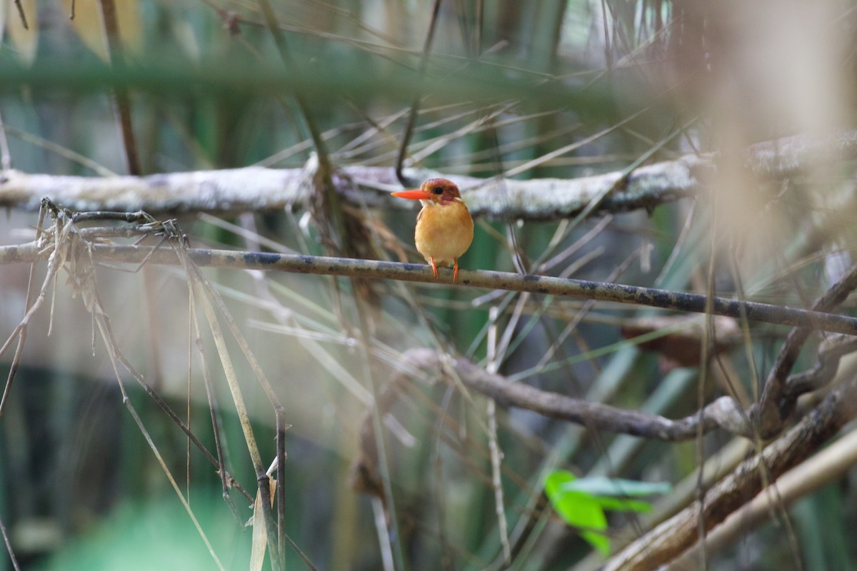 Sulawesi Dwarf-Kingfisher - Scott Baker
