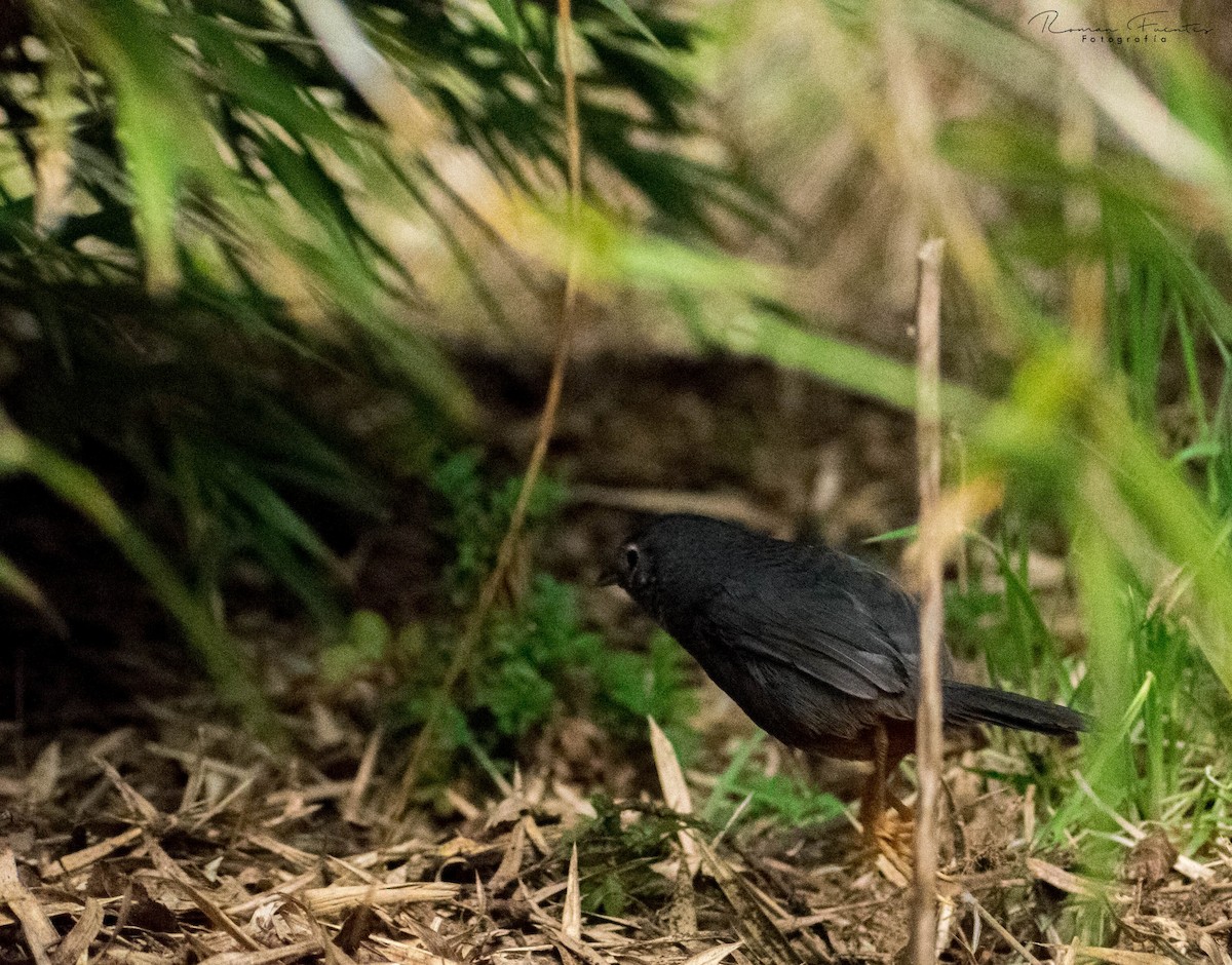 Ochre-flanked Tapaculo - ML119179631
