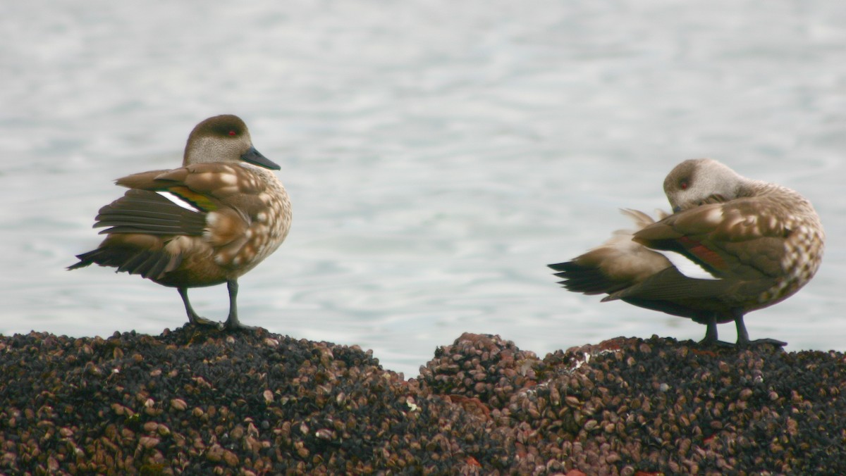 Crested Duck - ML119180141