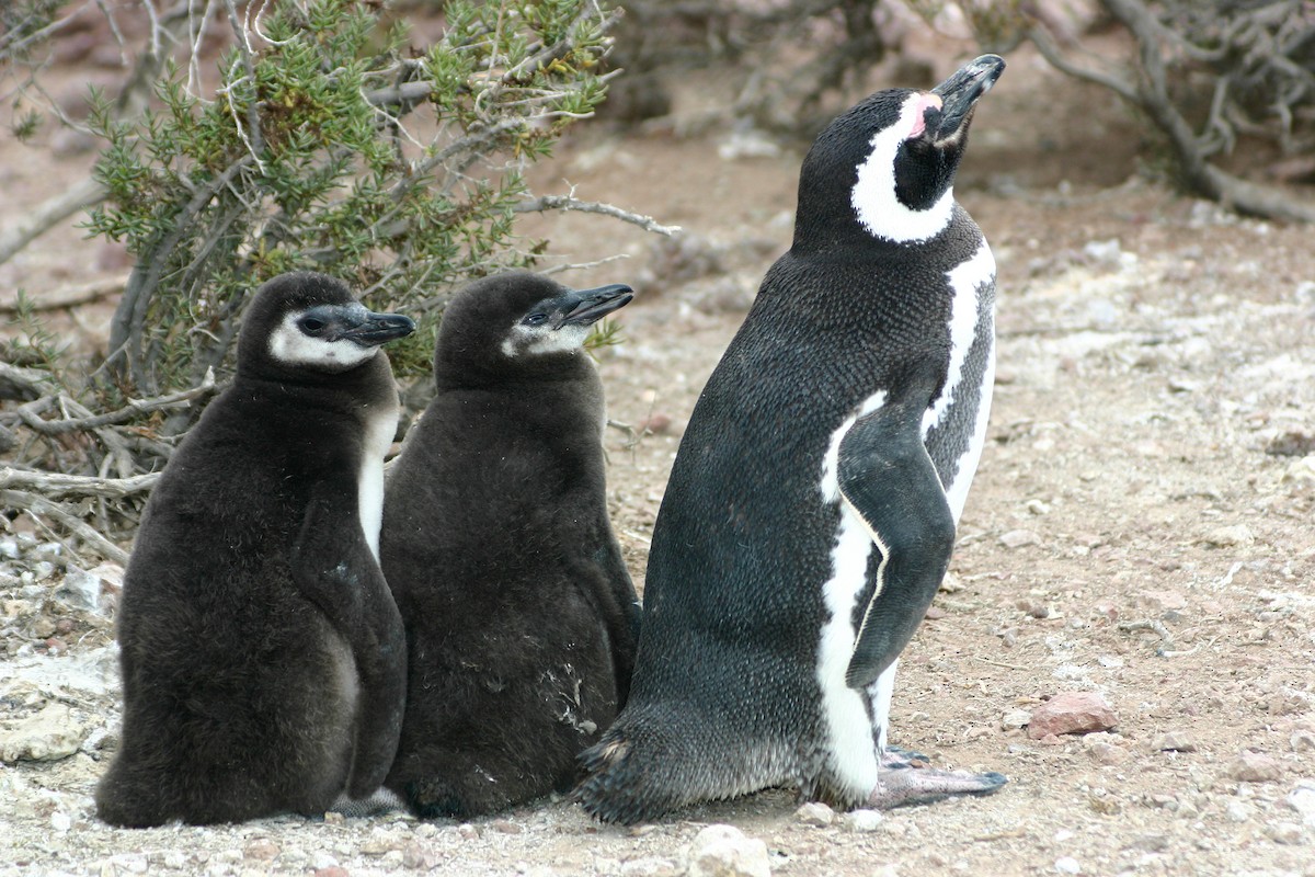 Magellanic Penguin - Jose Luis Blázquez