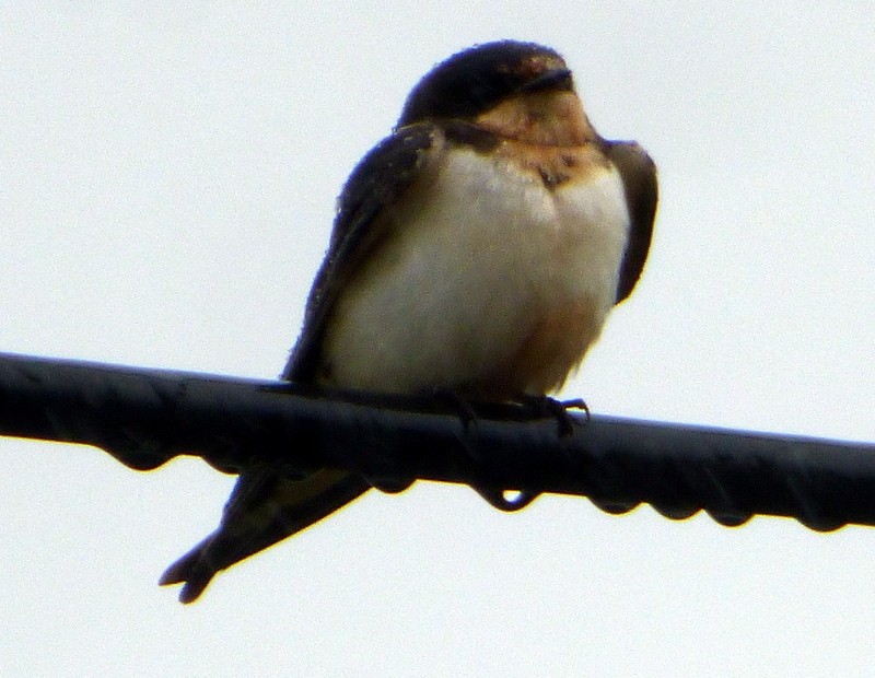 Barn Swallow - Bill Fox