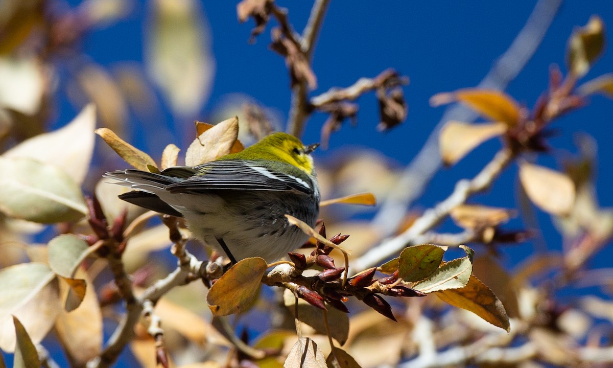 Black-throated Green Warbler - Chris Wood