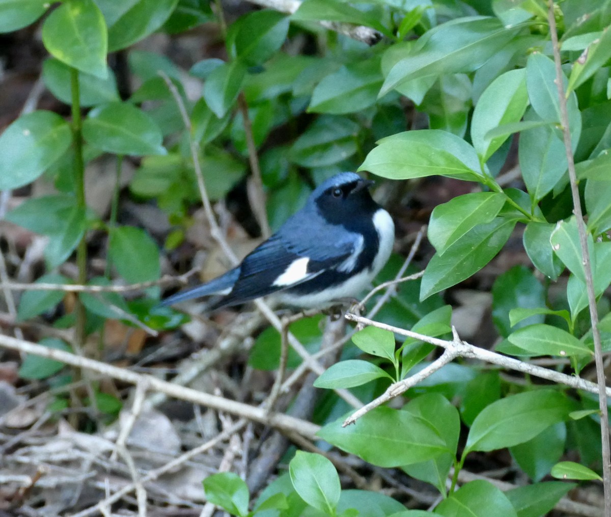 Black-throated Blue Warbler - Chris Payne