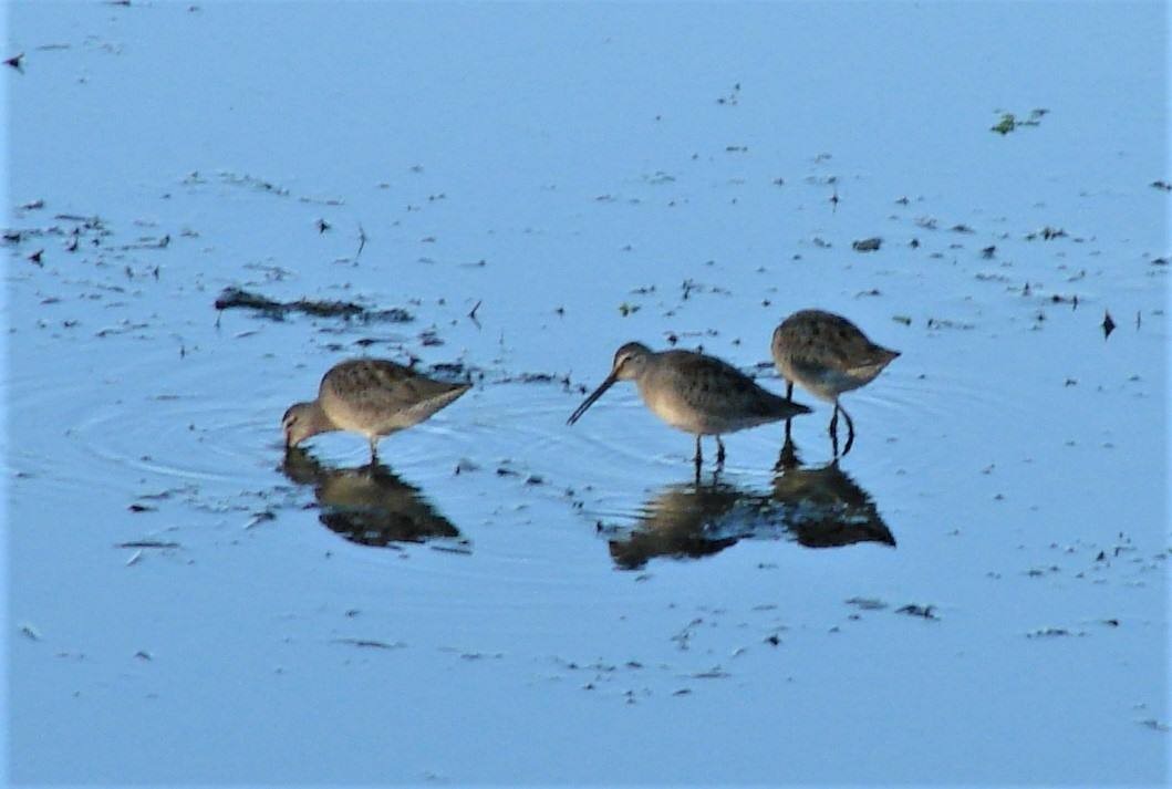 Long-billed Dowitcher - ML119195281