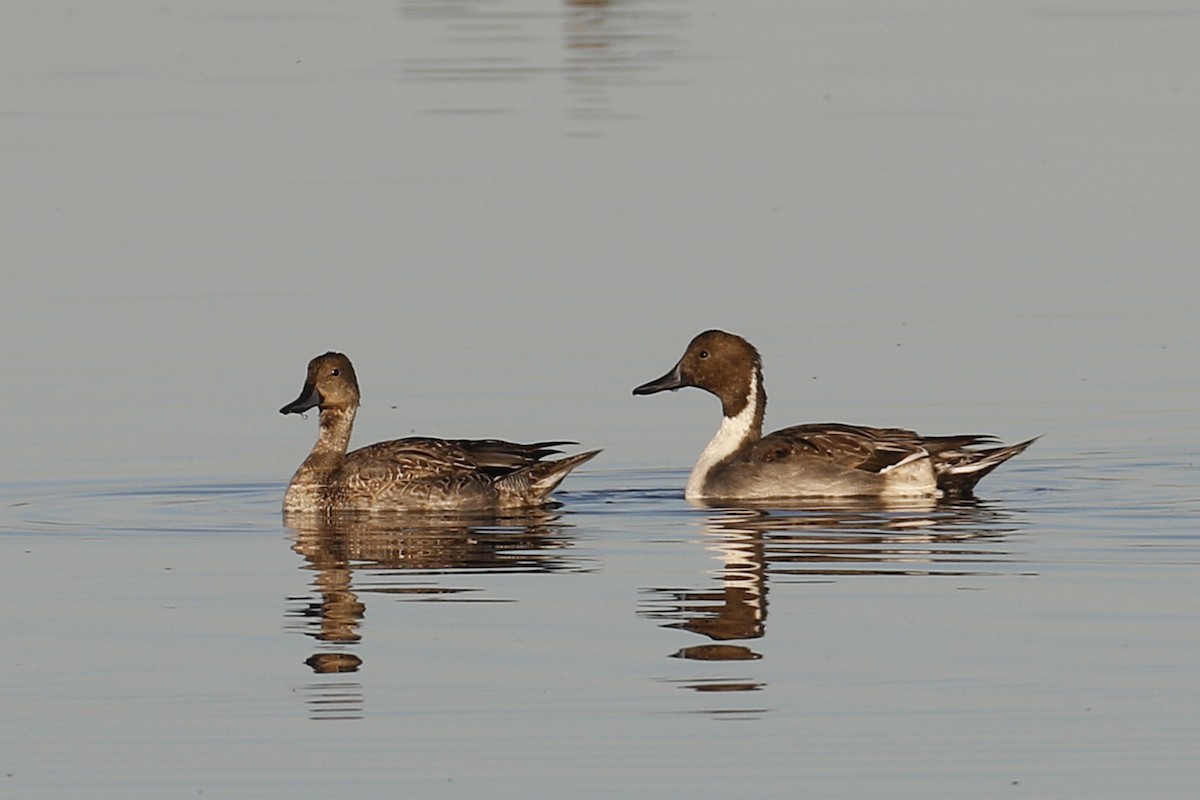 Northern Pintail - Donna Pomeroy