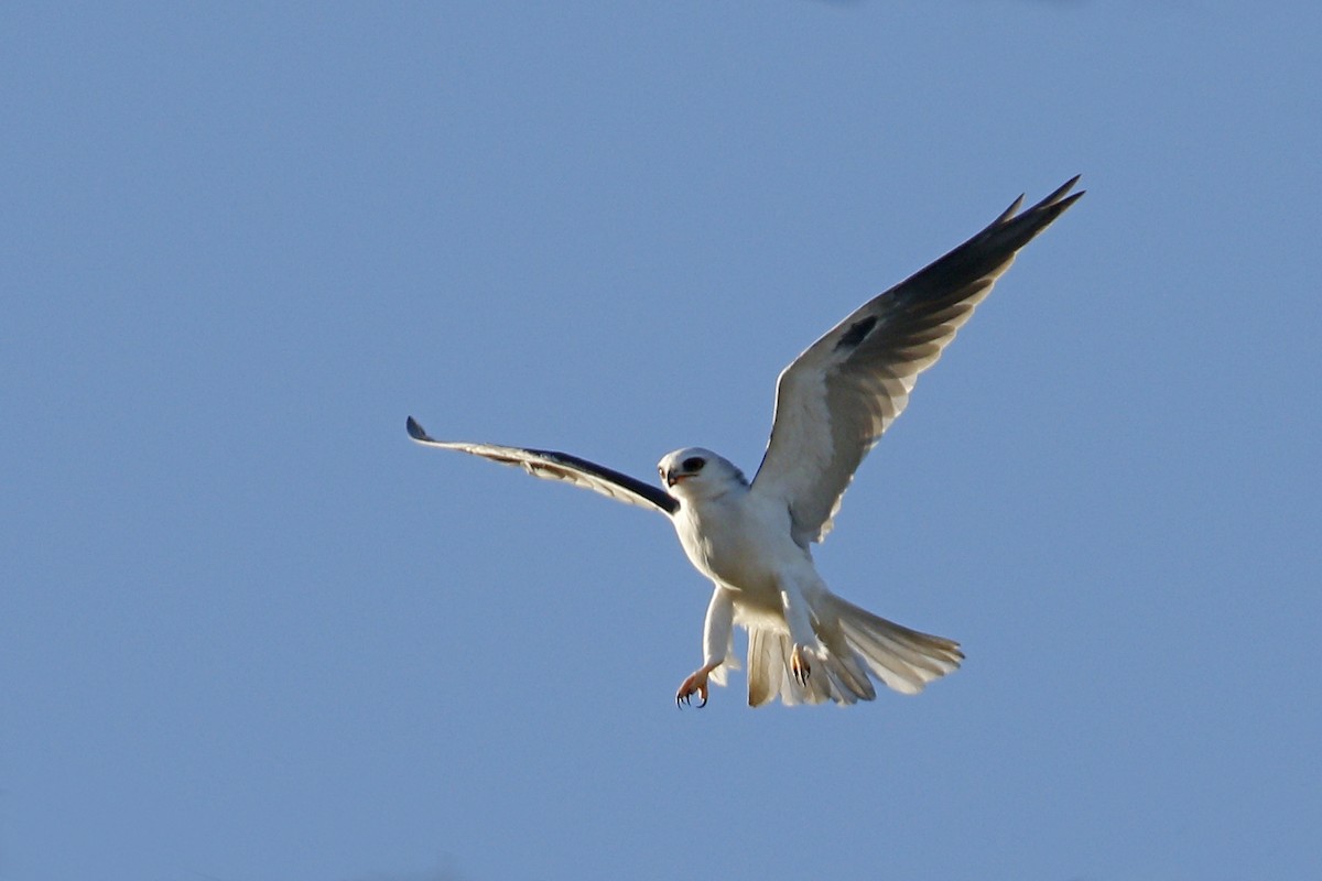 White-tailed Kite - ML119196351