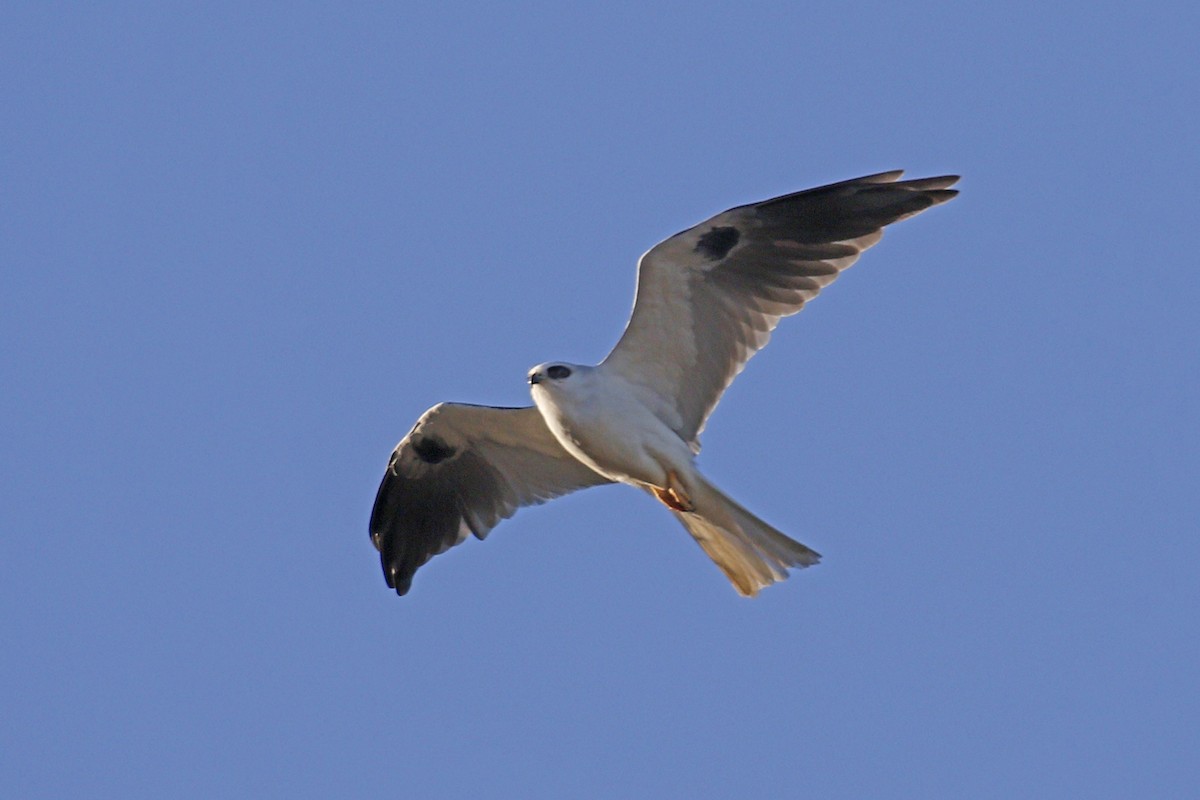White-tailed Kite - ML119196361