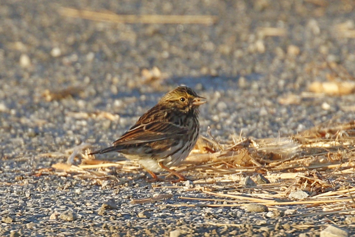 Savannah Sparrow - ML119196451