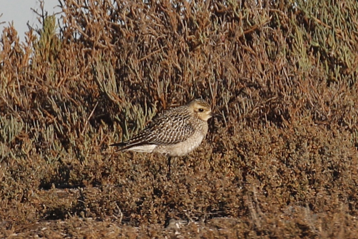Pacific Golden-Plover - Donna Pomeroy