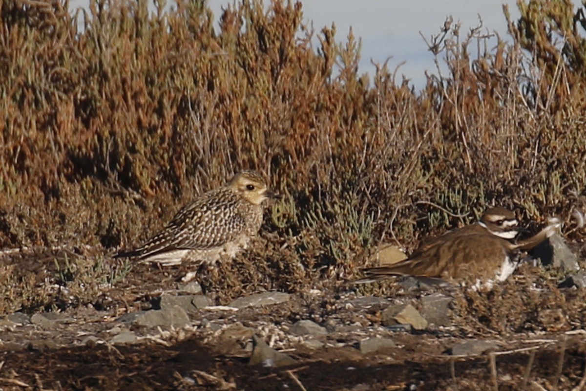 Pacific Golden-Plover - Donna Pomeroy