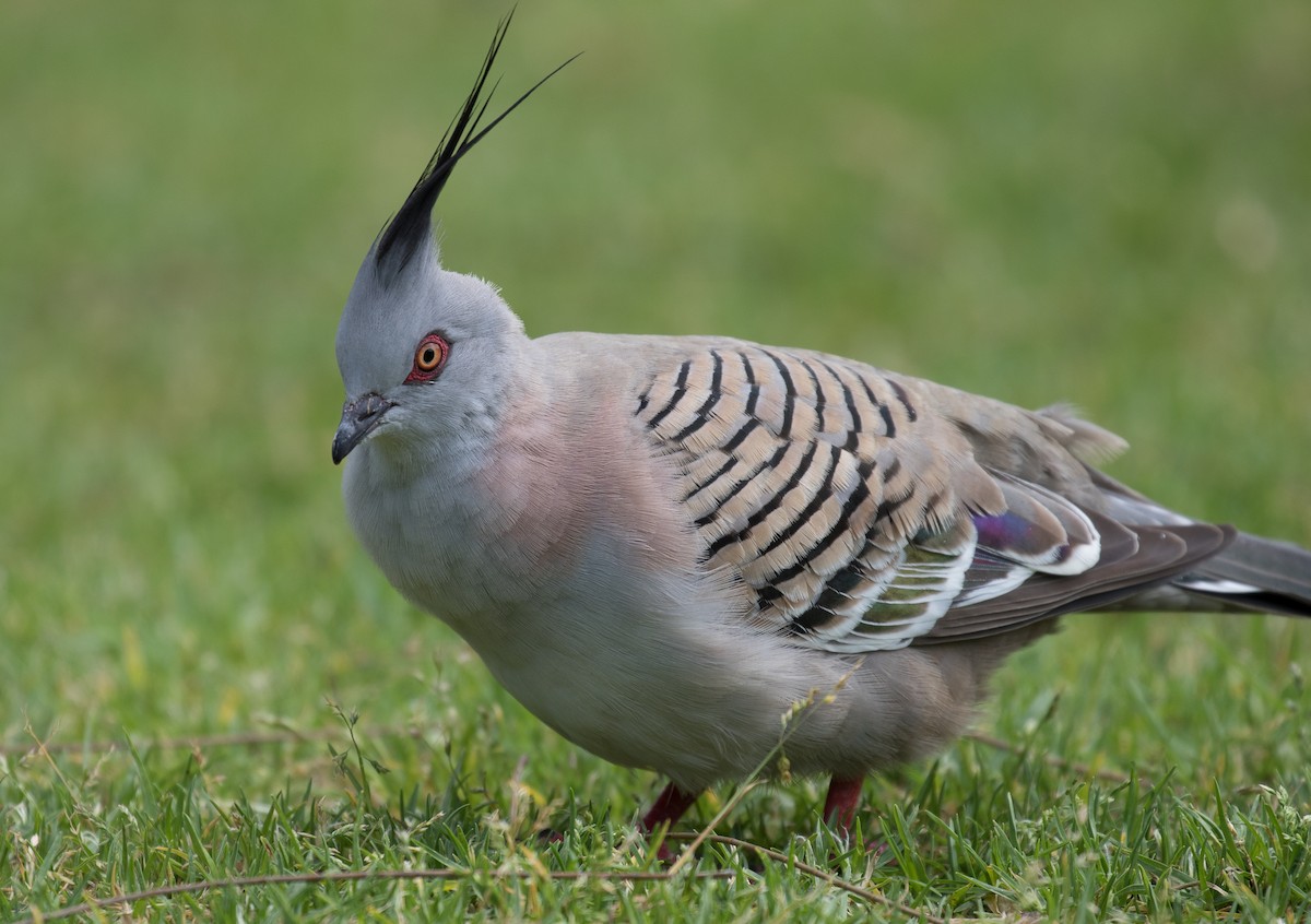 Crested Pigeon - Simon Best