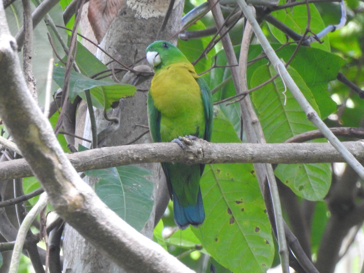 Yellow-breasted Racquet-tail - ML119202651