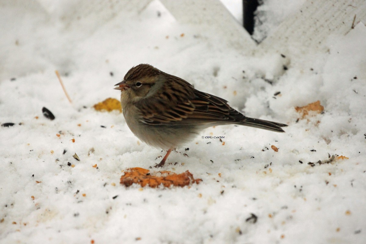 Chipping Sparrow - Deb Carter