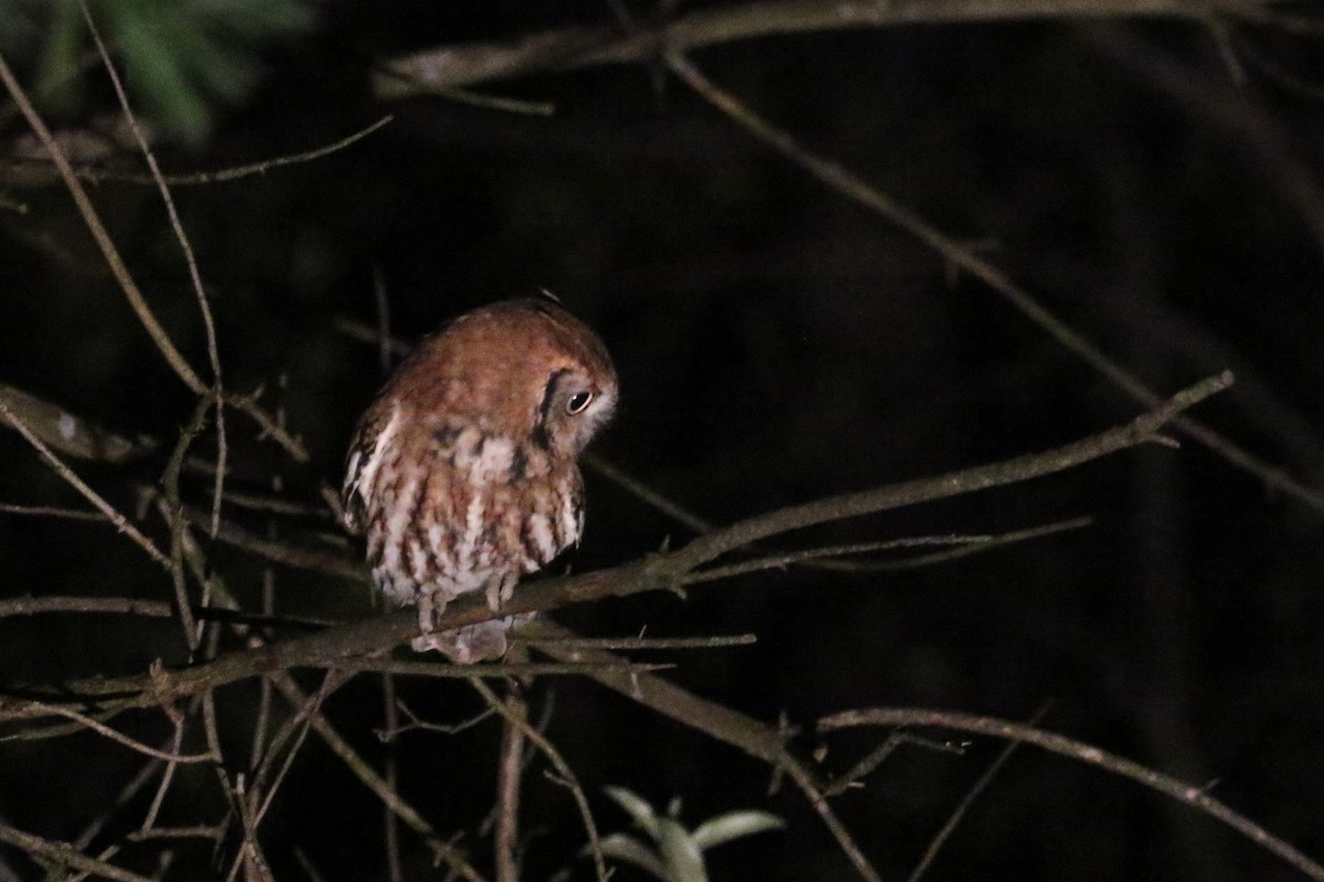 Eastern Screech-Owl (Northern) - ML119209341