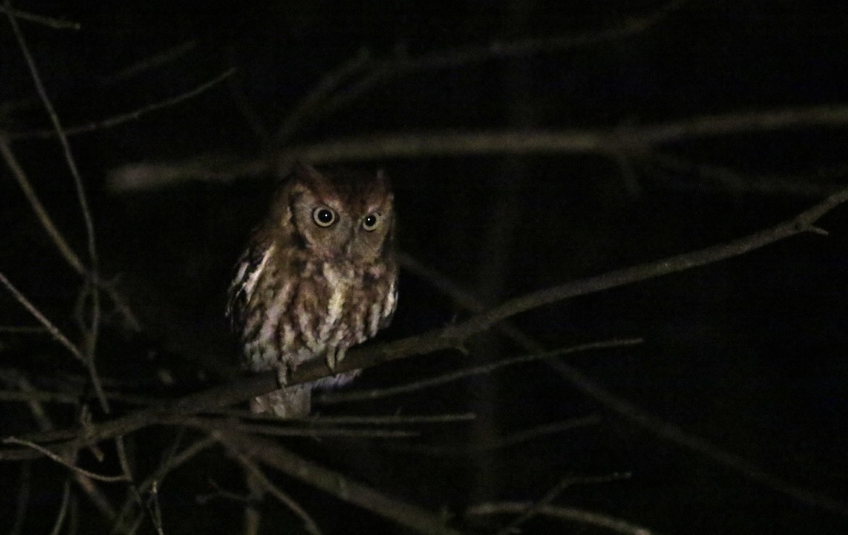 Eastern Screech-Owl (Northern) - ML119209531