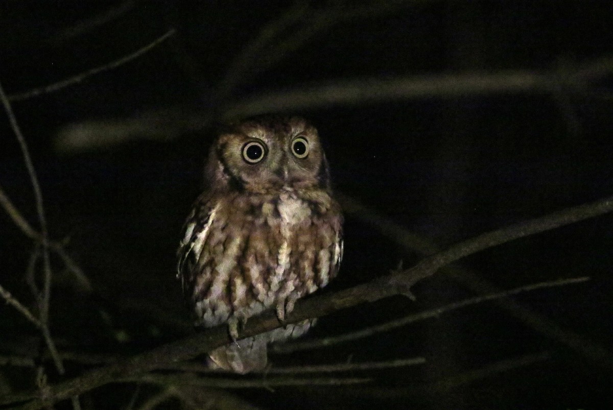Eastern Screech-Owl (Northern) - ML119209581