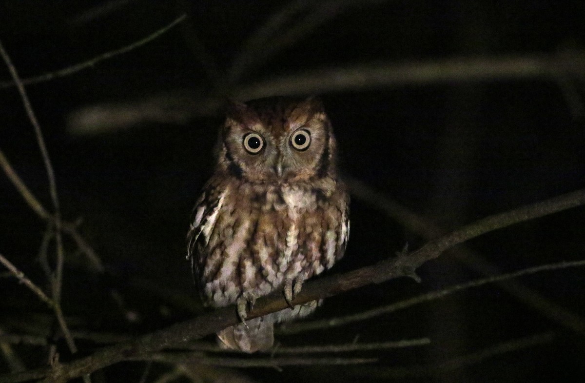 Eastern Screech-Owl (Northern) - ML119209671