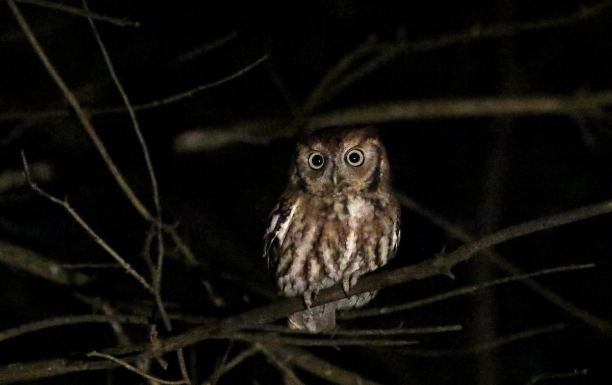 Eastern Screech-Owl (Northern) - ML119209731